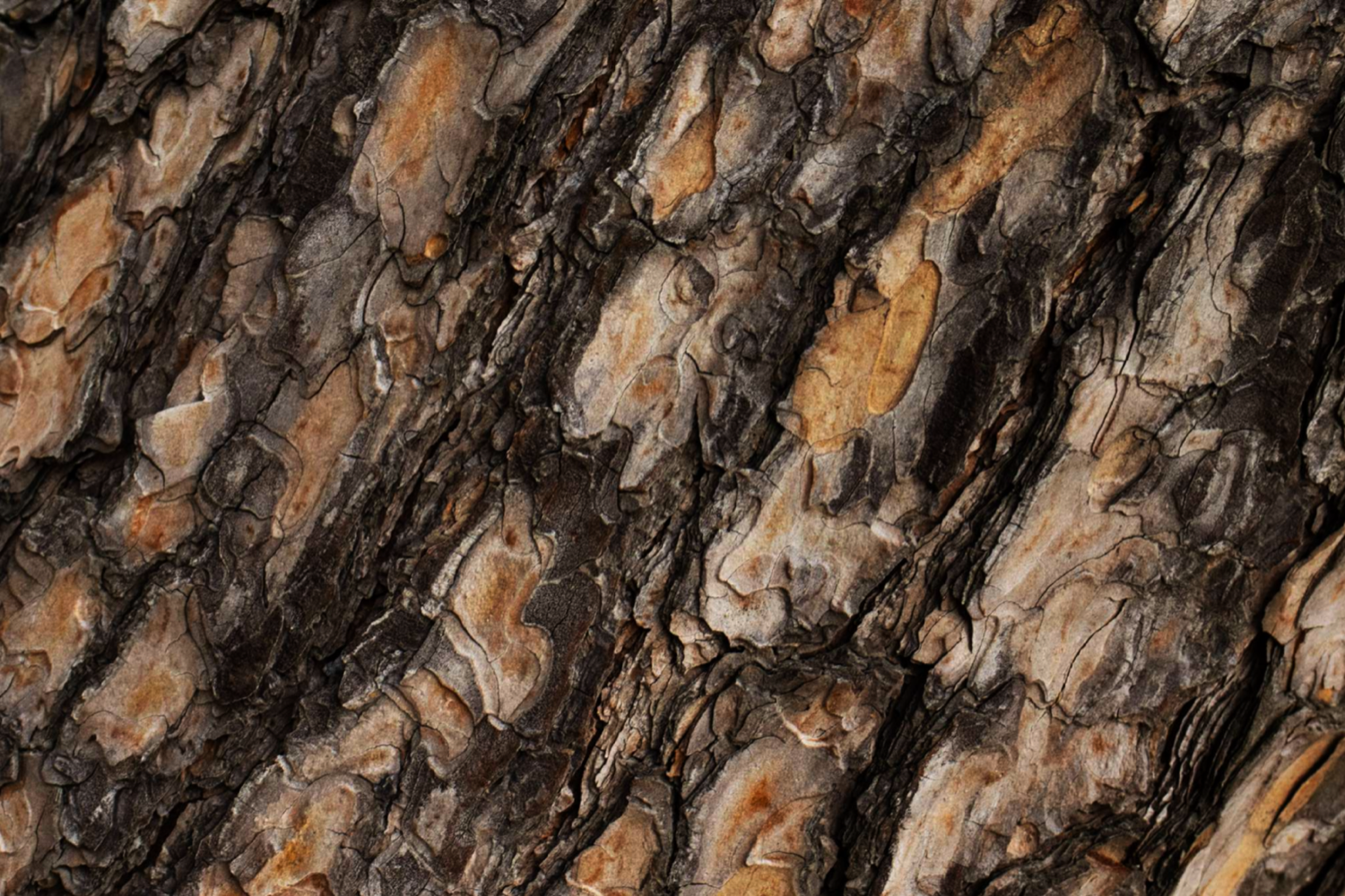 Topographies photograph 5